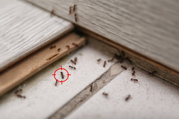 Best Affordable Pest Control Services  in Charlottesville, VA